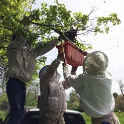 Focus On: Swarming & Splitting