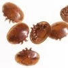 Focus On: Varroa Destructor